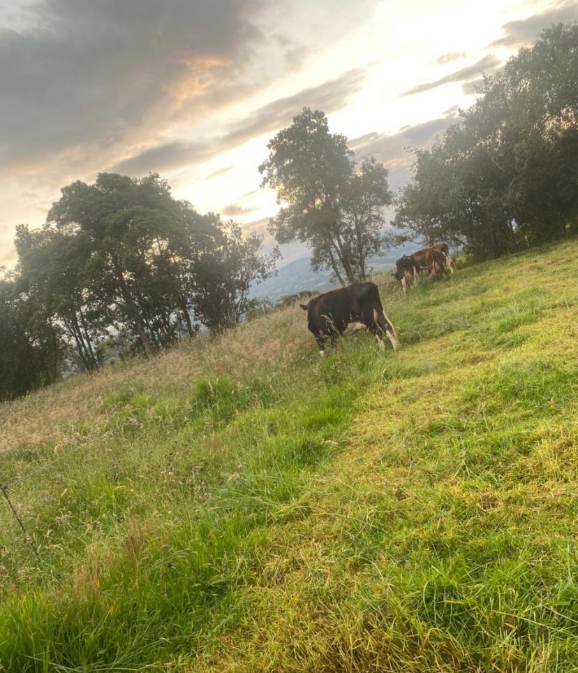 Pl Chiquinquirá Pasión Ganadera tweet media