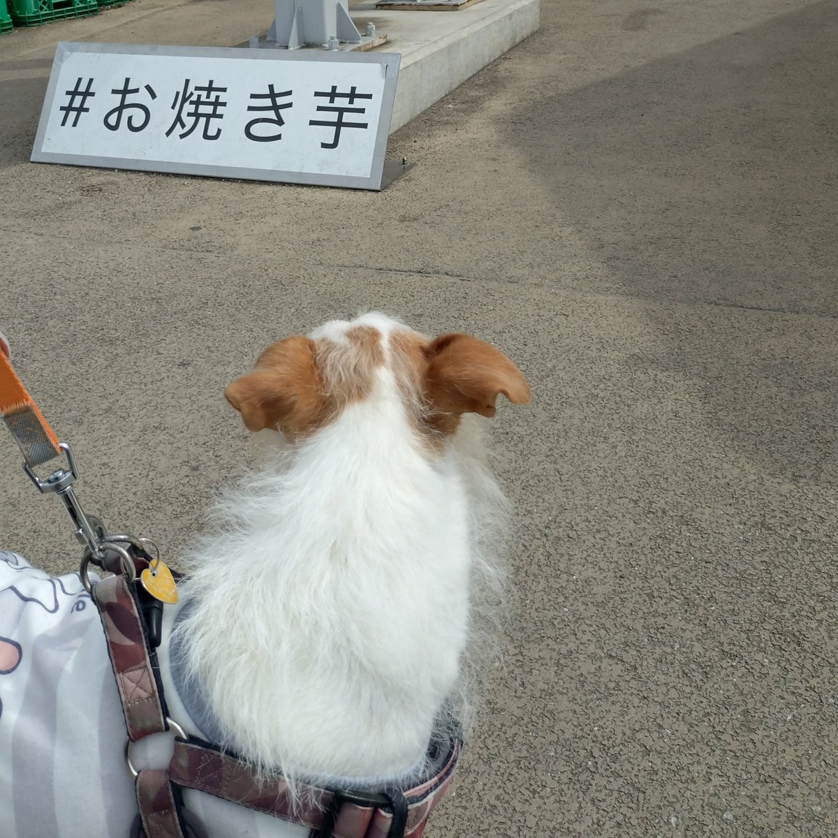 Jethro20200318's tweet photo. ジェスロ君大好きな車に乗ってお出かけ🚗³₃🐾

#jackrussellterria #jrt
#ジャックラッセルテリア
#ジェスロ日記 https://t.co/WNEJgHTjgr