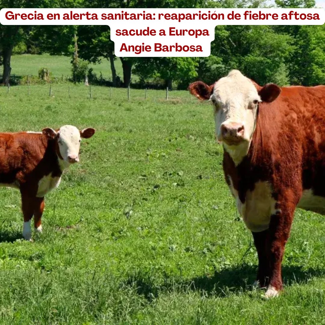 Pl Chiquinquirá Pasión Ganadera tweet media