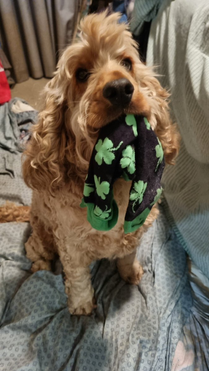 Bianca⚫️⚪️ Liffey🐶🧦 Pippi🐾🌈 tweet media