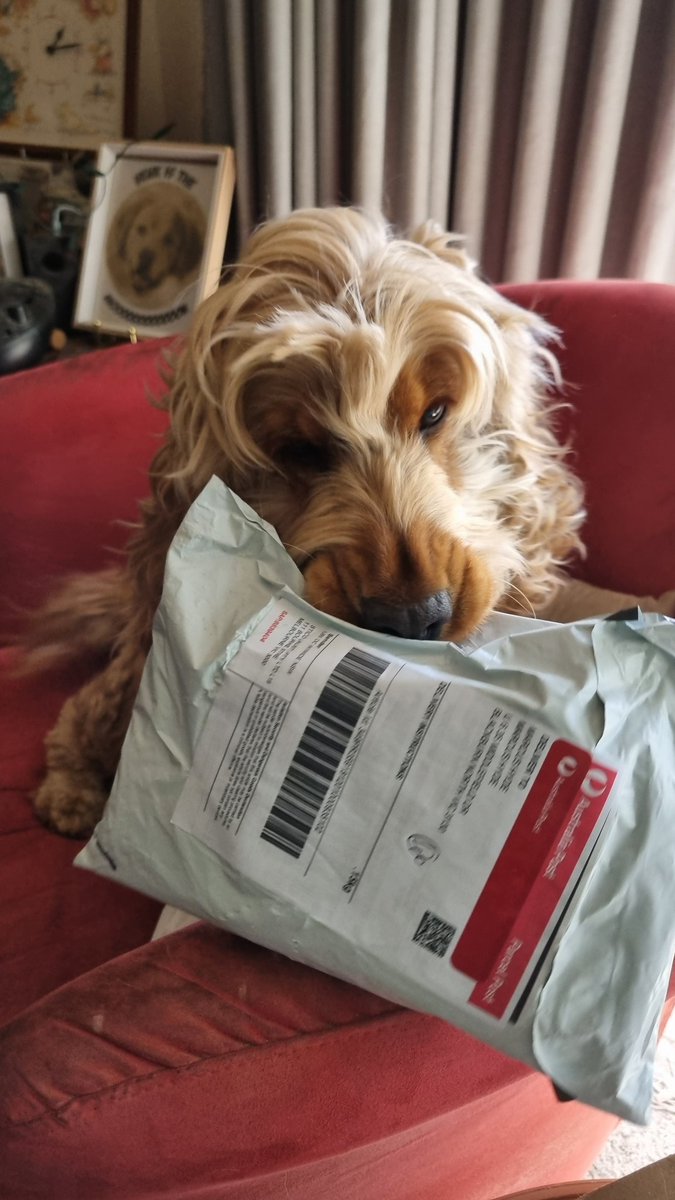 Bianca⚫️⚪️ Liffey🐶🧦 Pippi🐾🌈 tweet media