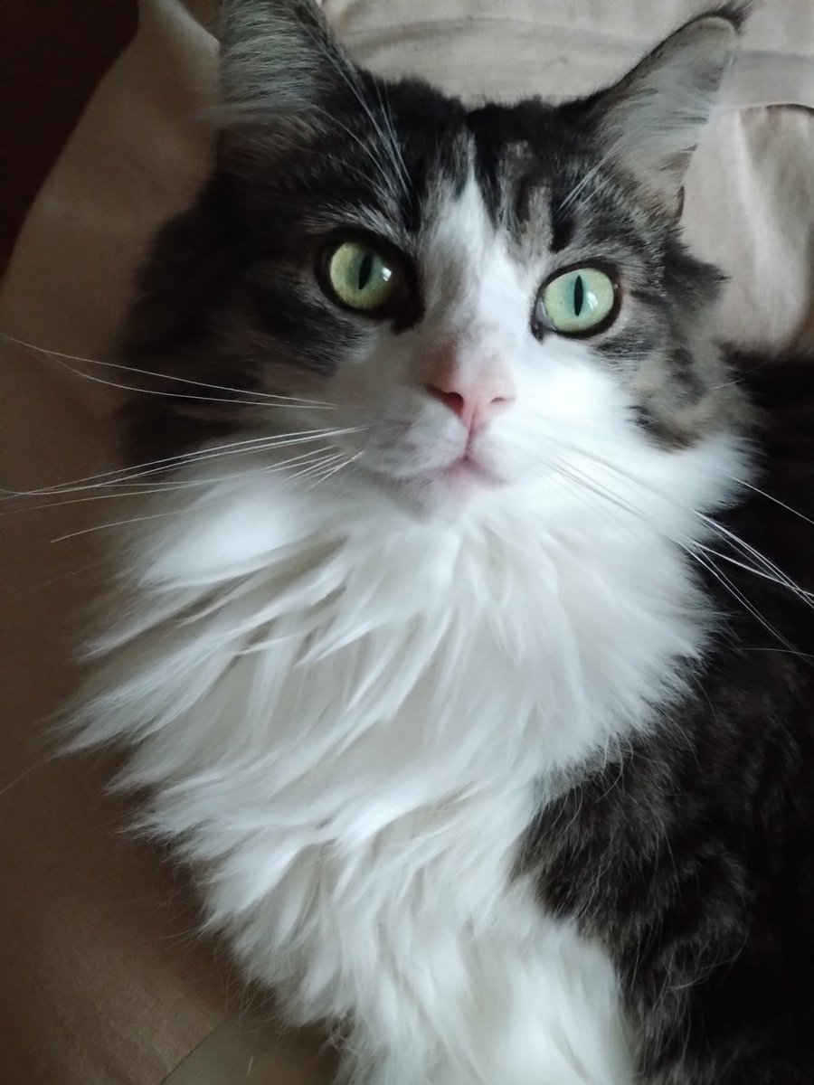 飼い猫溺愛のおに tweet media