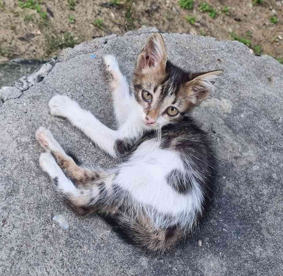 Isa 🦖🇧🇷 tweet media