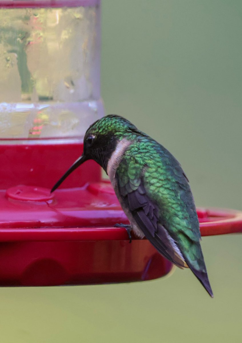 DonnaWells08's tweet photo. I am enjoying our #hummingbirds 
#birdwatching #Chipley https://t.co/kadXMBbq44