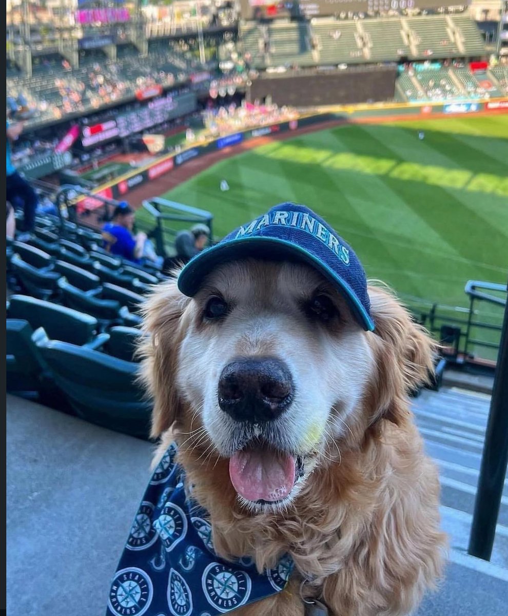 Puppies 🐶 tweet media