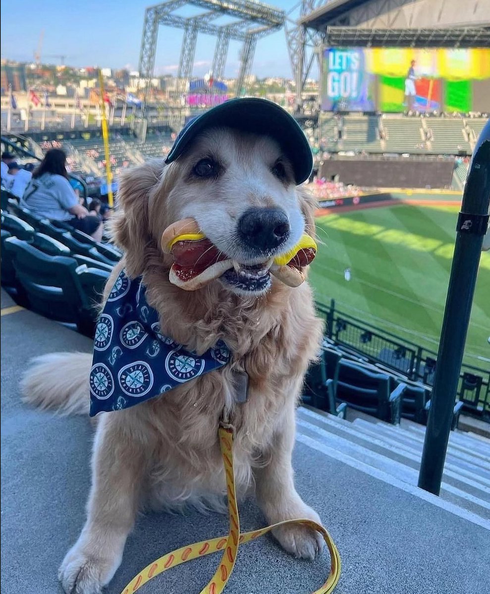 Puppies 🐶 tweet media