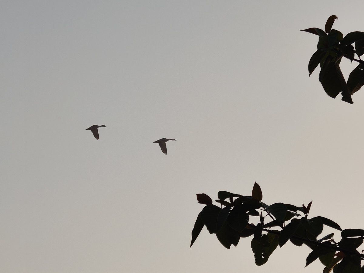 n_aficionado's tweet photo. The sky giving me Flying Ducks
#NoviceBirder #Nature #Birds https://t.co/2LIY5Ia9CU