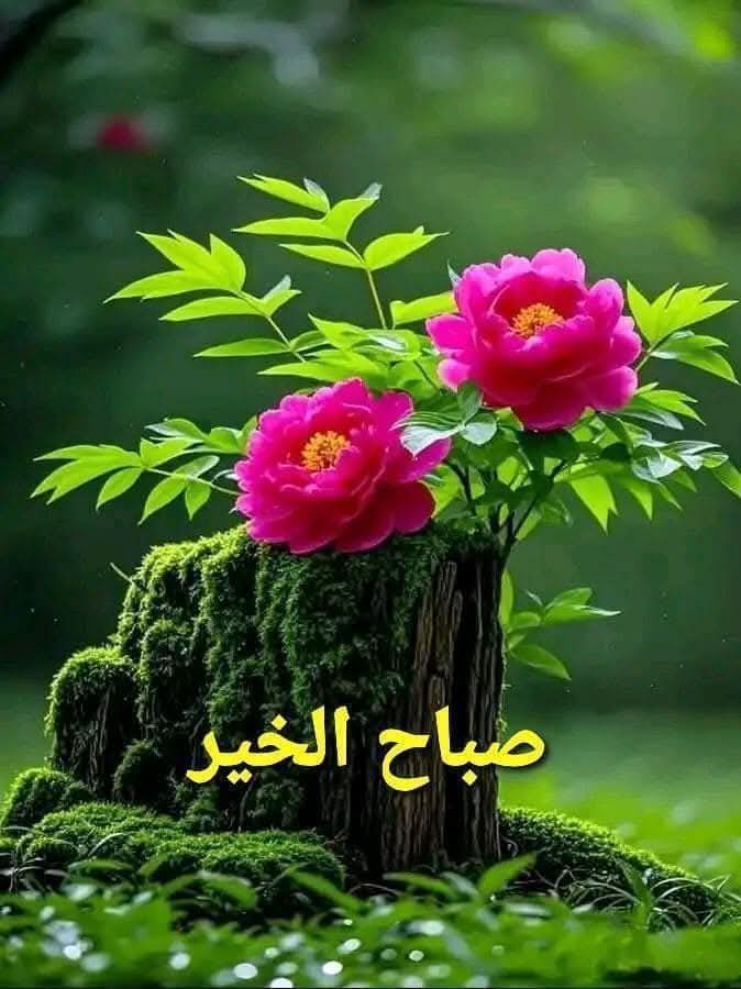 #اللهم...
يا من لا يَحدُّ عطاؤه حدّ،
 ولا تنفدُ خزائنُ رحمته،
هبْ لنا في هذا الصباح
قلوباً مُشرقةً بذكرك،
وأرواحاً مُقبلةً عليك لا تلتفتُ
 لغيرك،
واغمرنا بلطفٍ خفيٍّ يسبق دعاءنا،
واكتب لنا من الخير أصفاه،
ومن الرضا أتمّه،
واجعل لنا في كل خطوةٍ توفيقاً،
وفي كل أمرٍ تيسيراً،