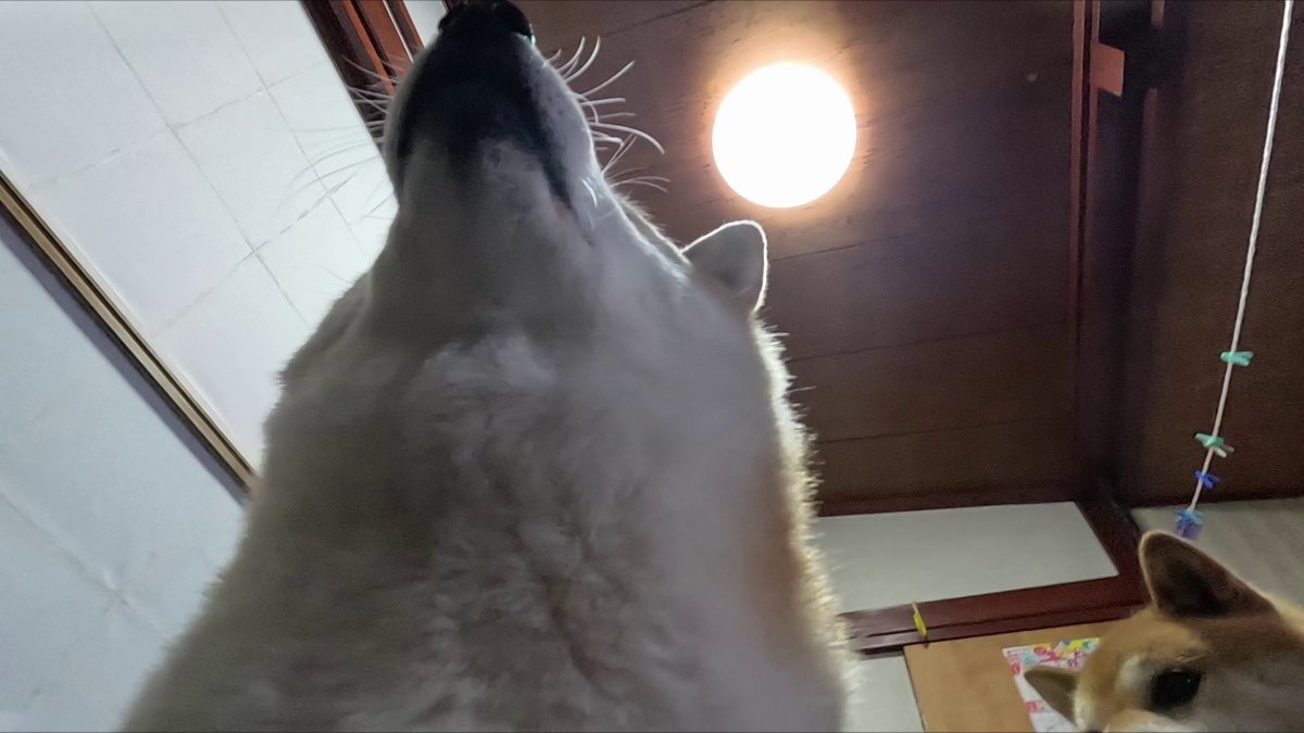 GMJpaCSCbuIDYDw's tweet image. 逆光にも負けない そびえ立つ丸さの皆さん
#dog #shiba #犬 #柴犬 #丸柴 #犬のいる生活 #柴犬がいる暮らし
詳しくはコチラから
youtu.be/9f-DTM8EBlw @YouTube