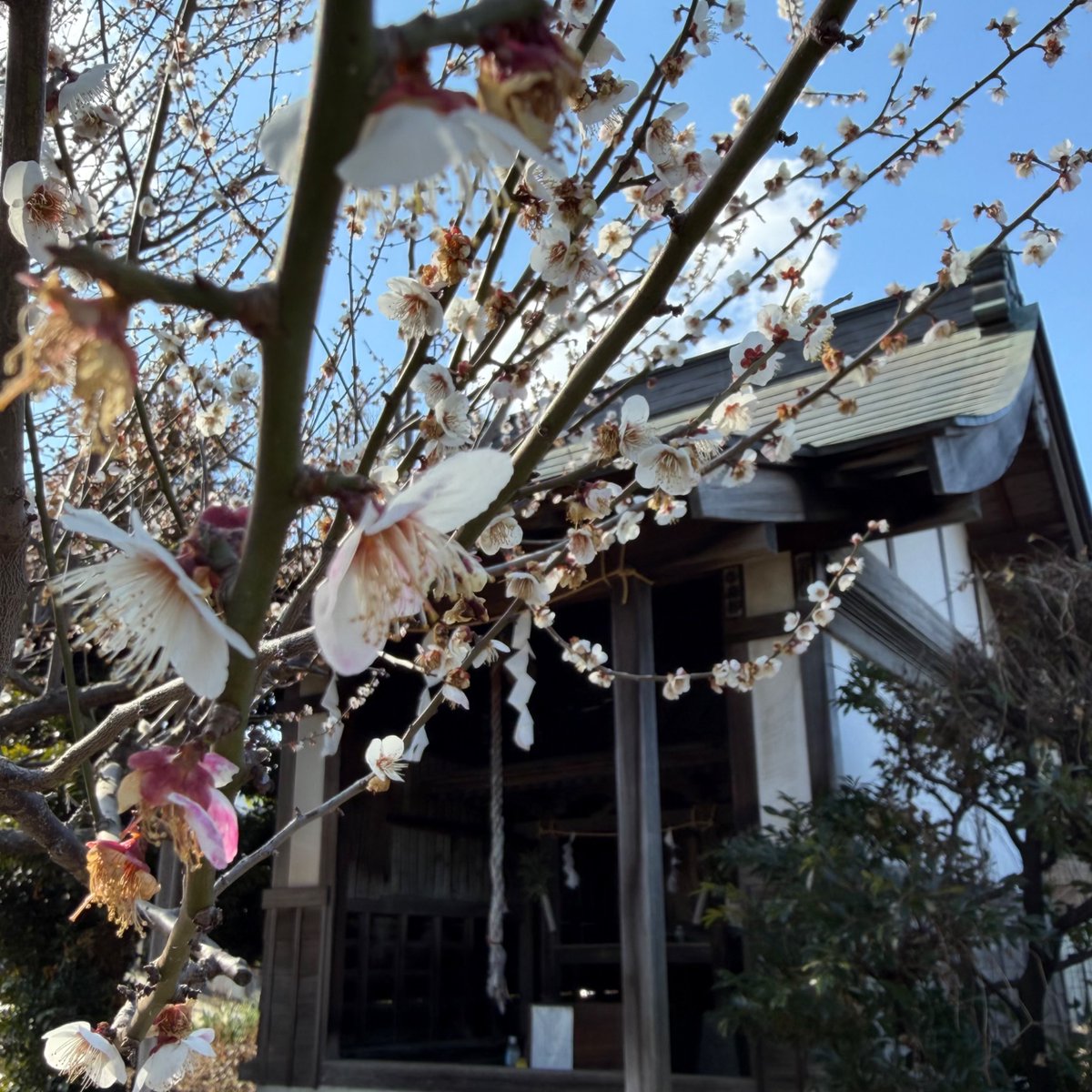 My Playful Town（MPT）-伊勢原市内在学中の大学生による町の楽しみ方- tweet media