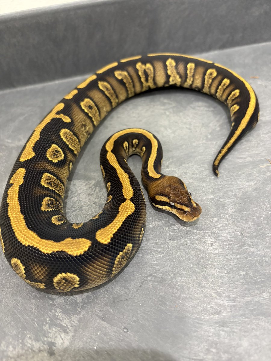 810lasucivia tweet media