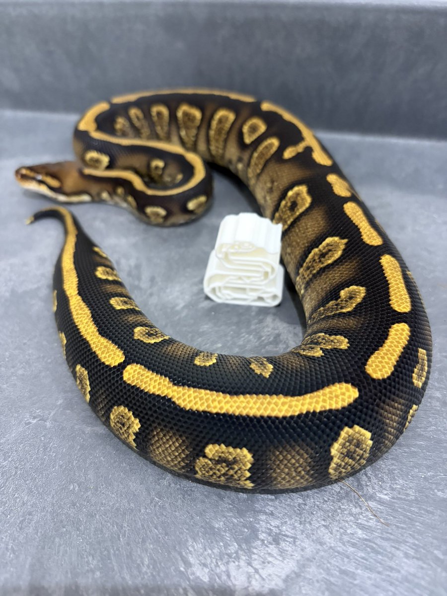 810lasucivia tweet media