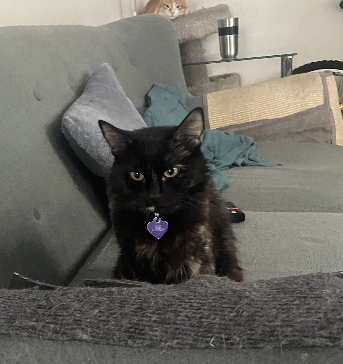 Kami the baddy Alfonsina🐓 tweet media