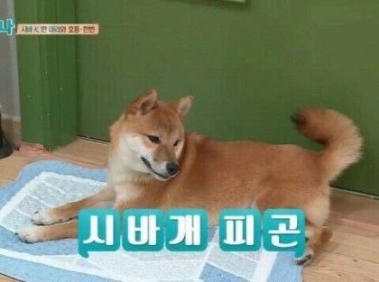 고냑이 tweet media