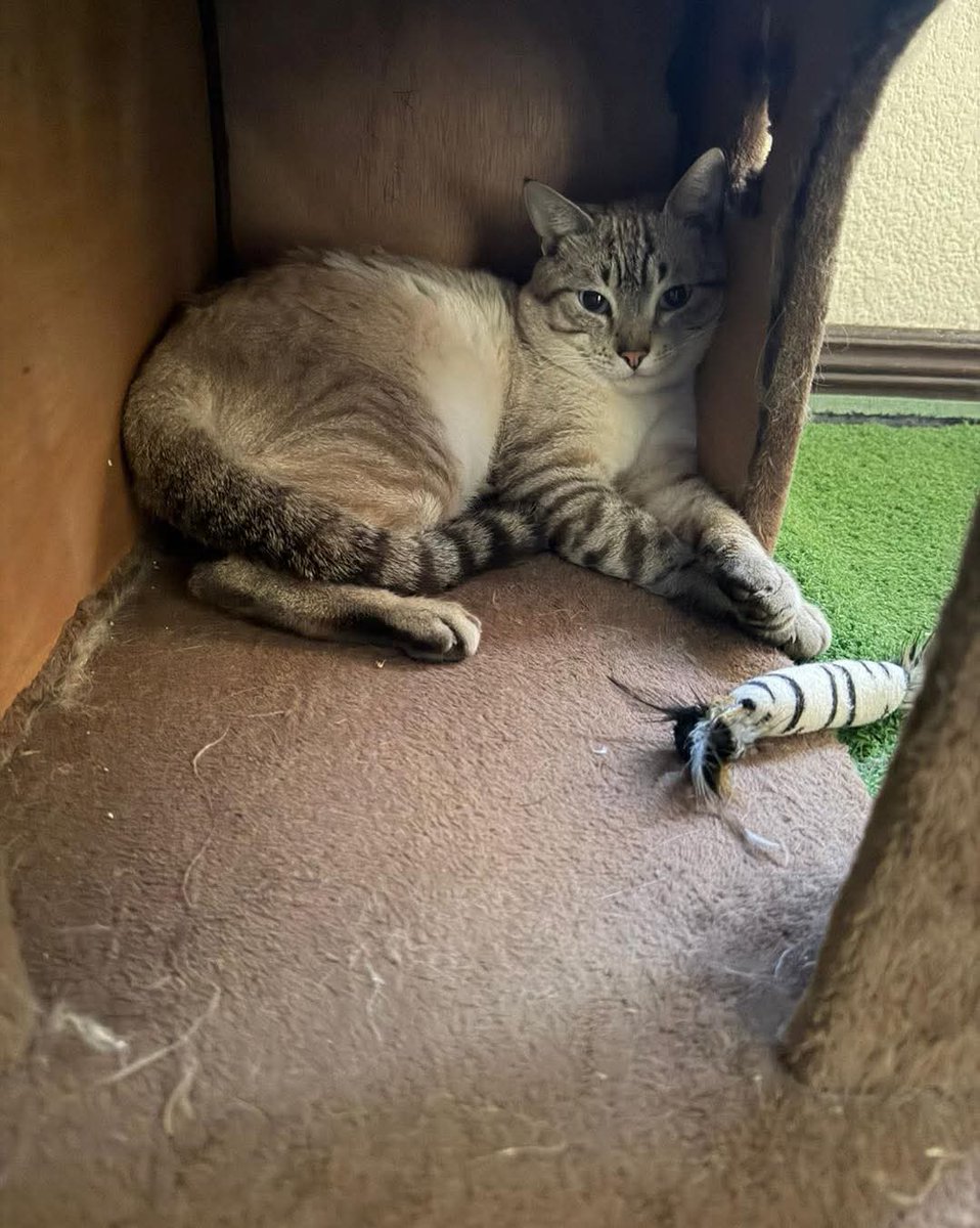 Copito en adopción responsable 🐾
Seguimos buscando familia para Copito🥹

Copito en adopción responsable 🐾
Los que ya conocen la historia tan difícil de Copito y han seguido la secuencia saben que a sido muy difícil todo el proceso para él

Es un gato cariñoso que no le gusta