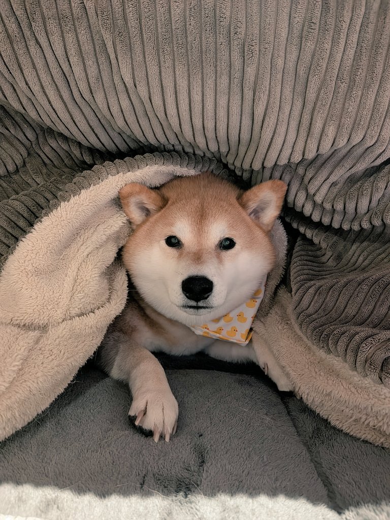 季節がめぐる。 春も夏も秋も冬も好きなんだけど 1年1年とすぎていくの