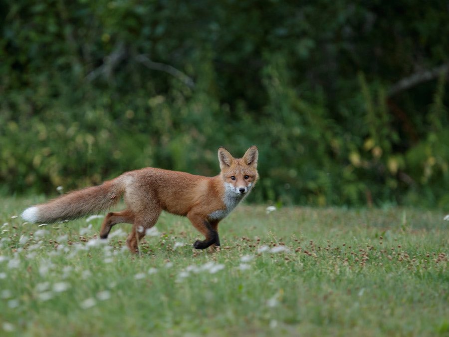 ひでっぴ🐱木更津 tweet media