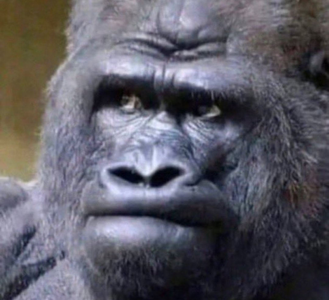 Crypticc tweet media