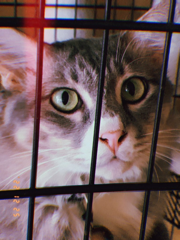 냉멍이ᵖᵗ²💙 tweet media