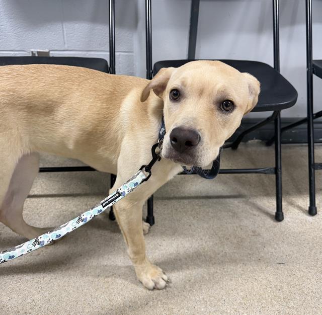 Petfind TORONTO tweet media