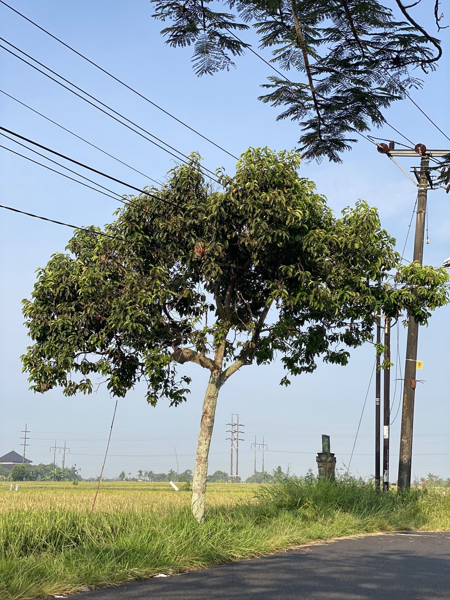 Gusti Ngurah tweet media