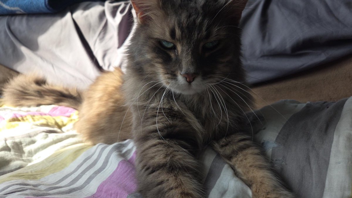 Another Pod: Do Not Relent! tweet media