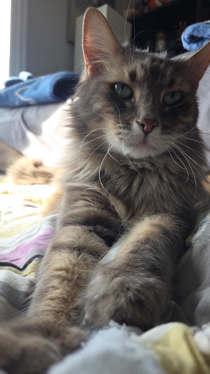 Another Pod: Do Not Relent! tweet media