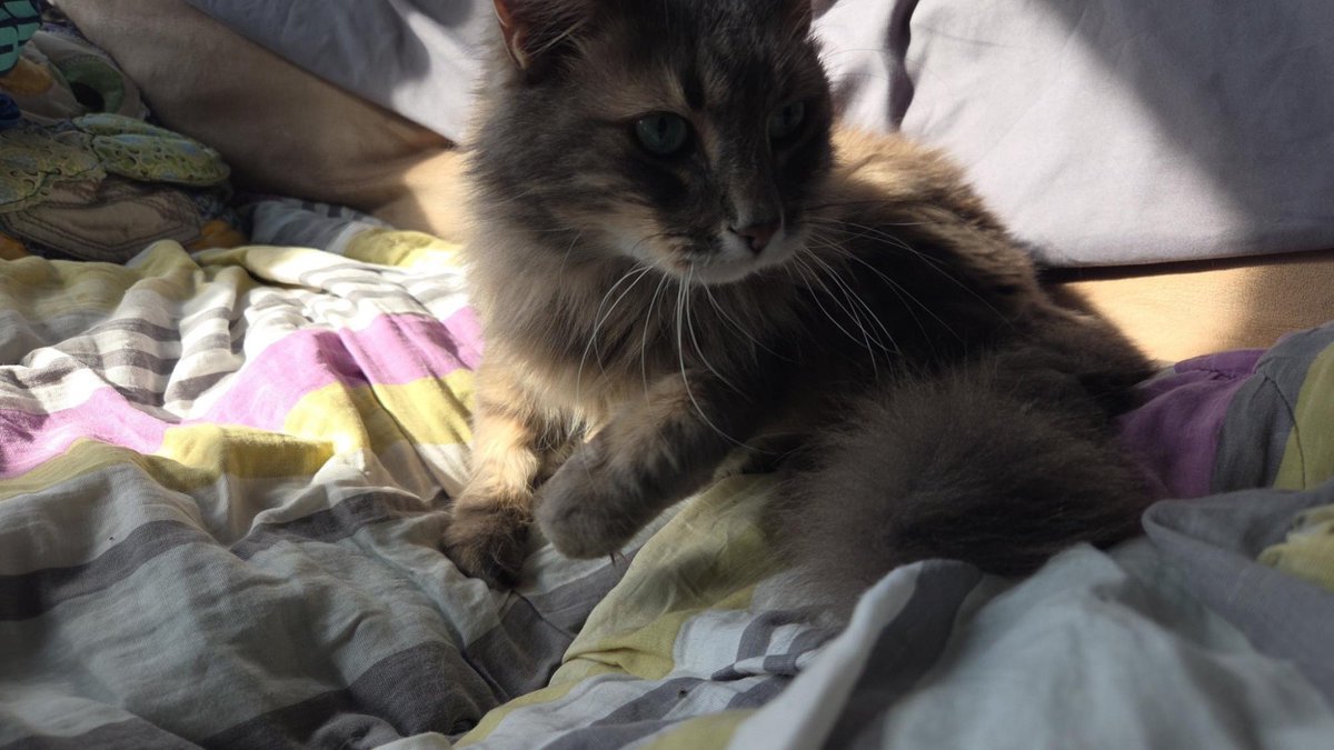 Another Pod: Do Not Relent! tweet media