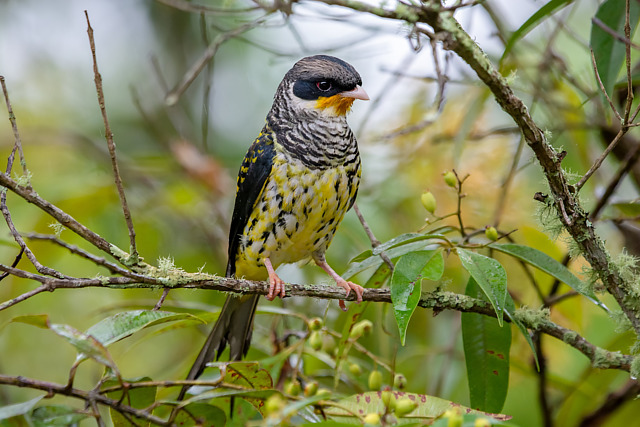 Aves do Brasil tweet media