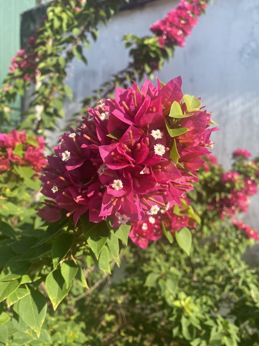 Trường Vũ | Will tweet media