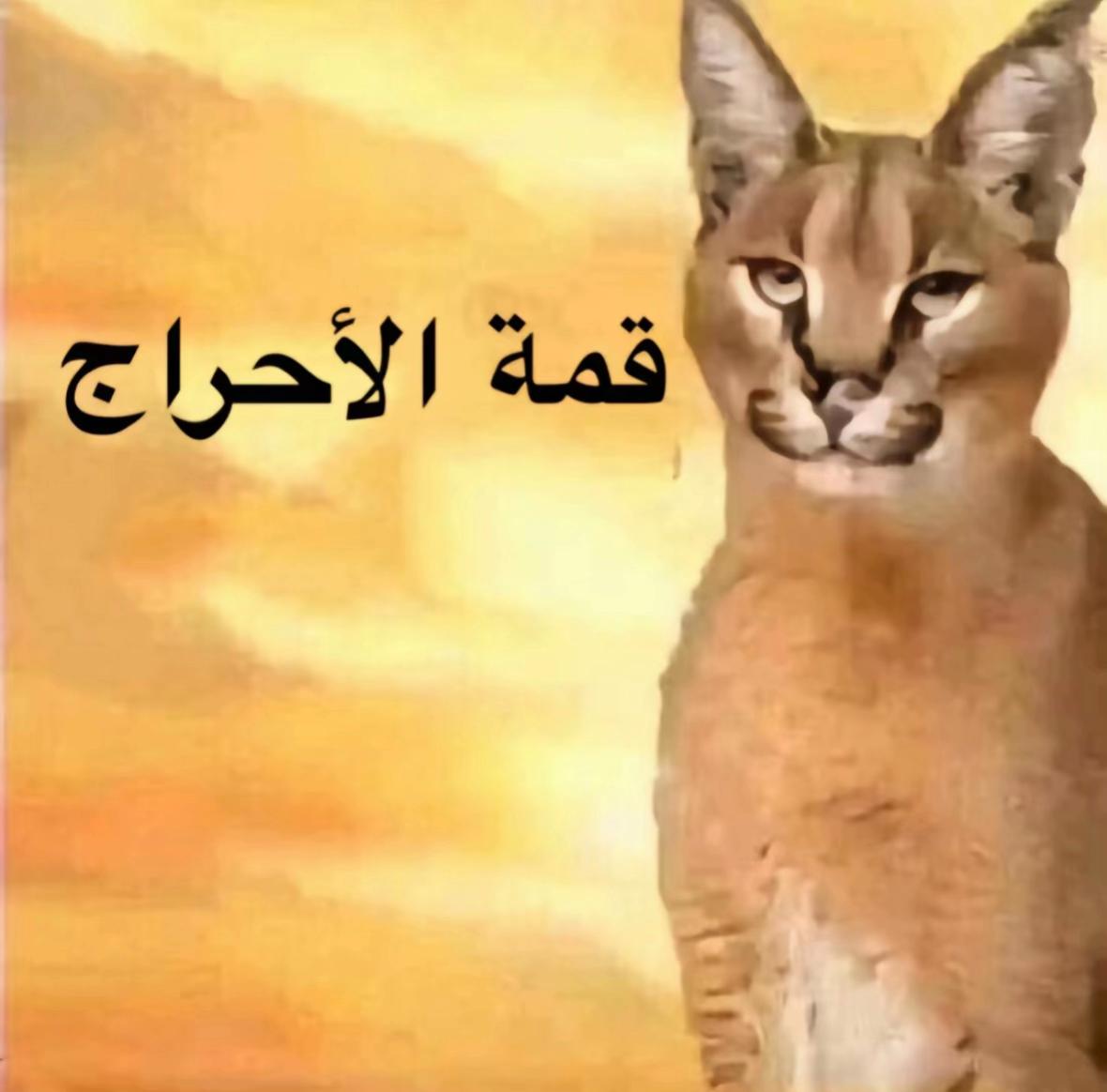 شاهر التغلبي tweet media