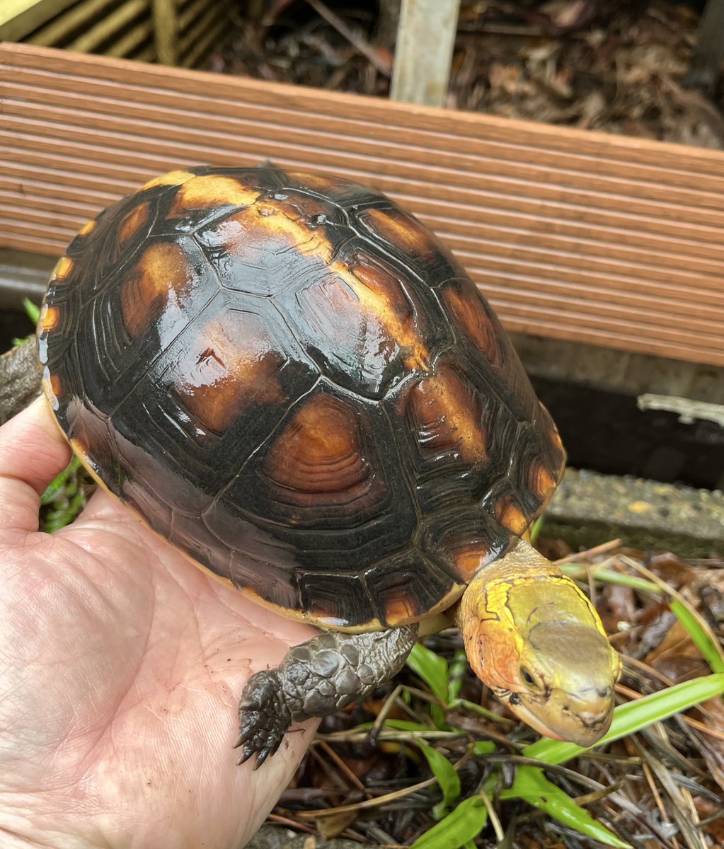 かめぞー tweet media