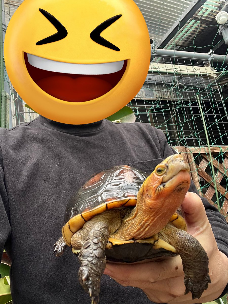 かめぞー tweet media