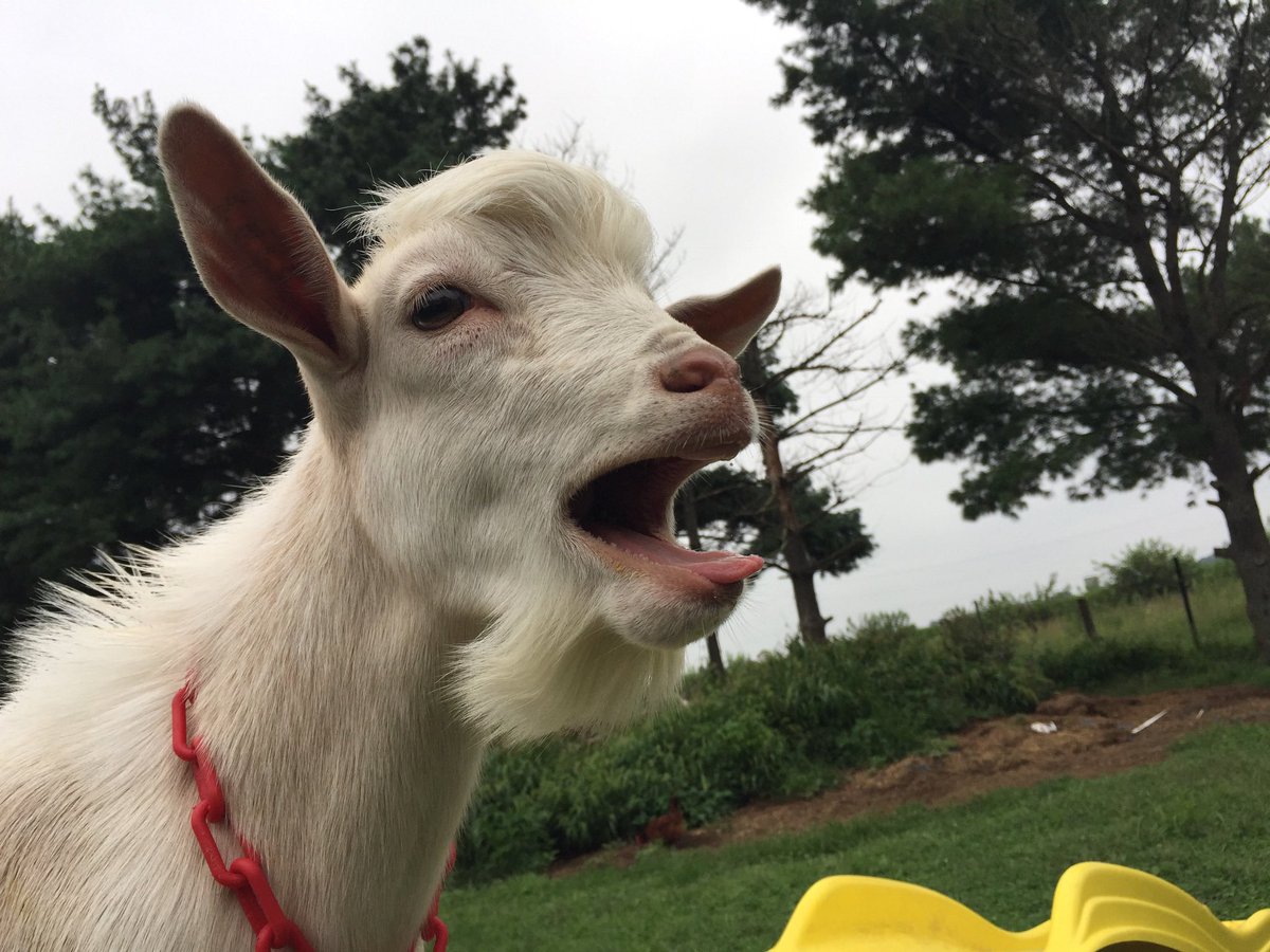 Card Goat tweet media