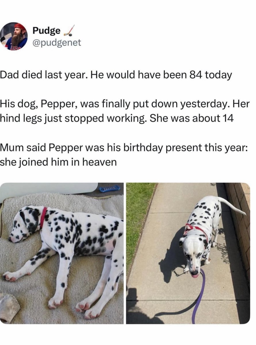 Puppies 🐶 tweet media