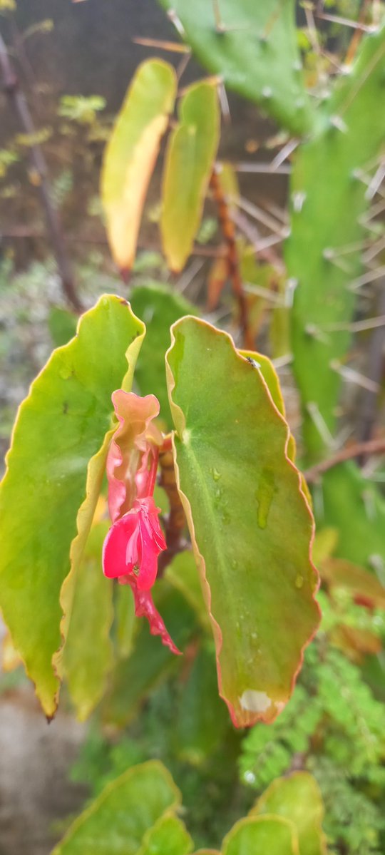 Olhar Crítico🤟 tweet media