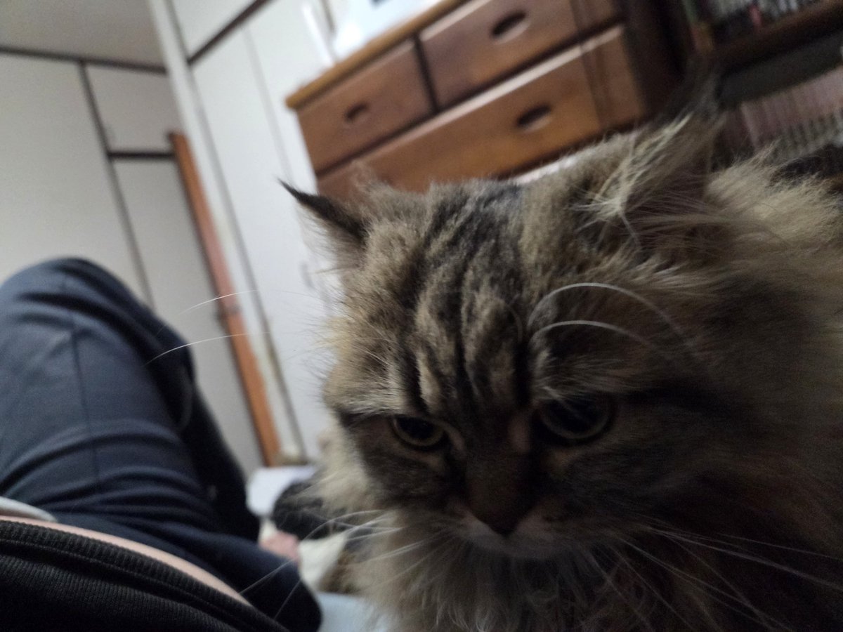 kman(メルミちゃん日記) tweet media