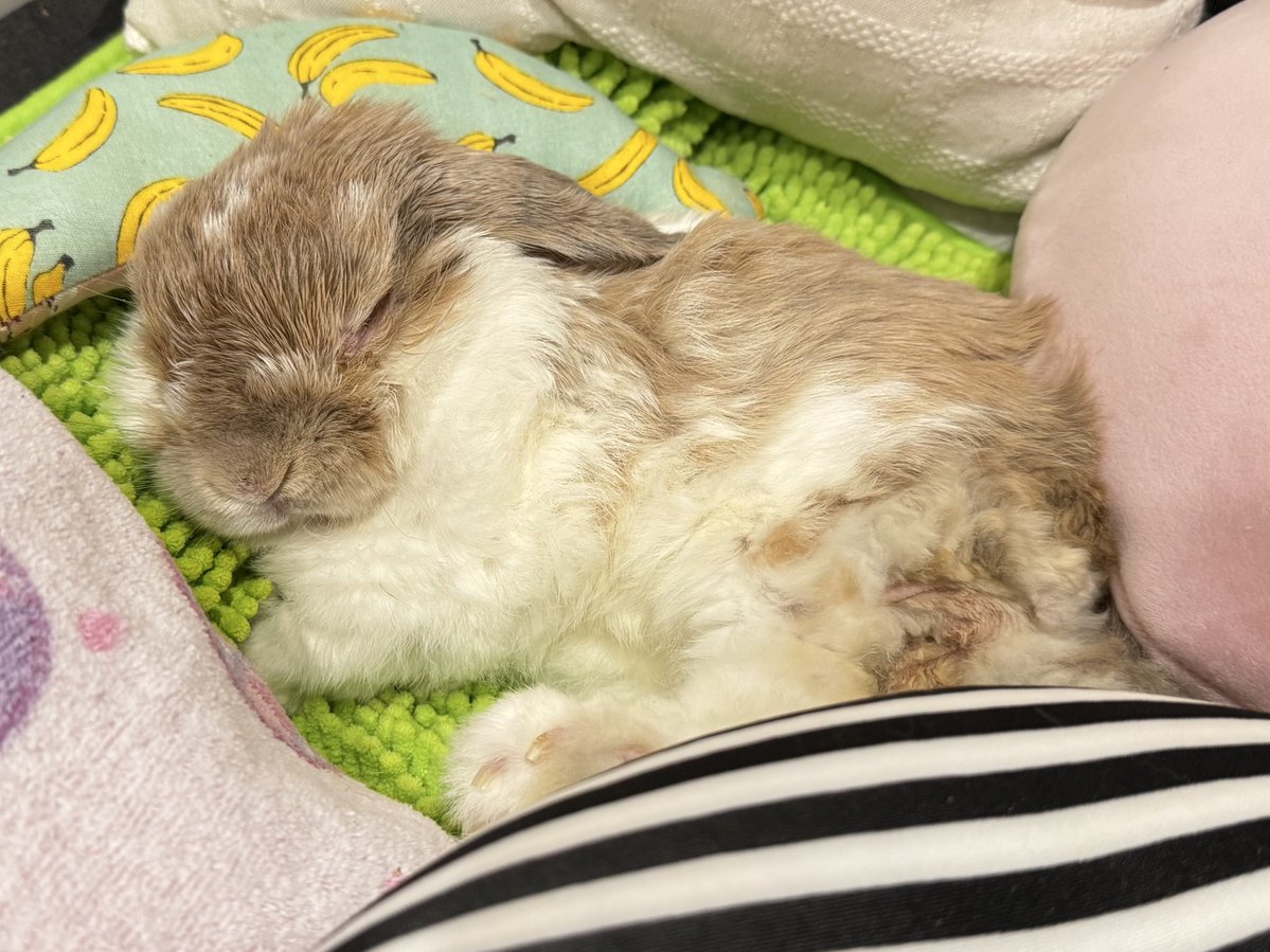 RabbitMore｛お返事ゆっくりです🙇‍♀️🐇🎨） tweet media