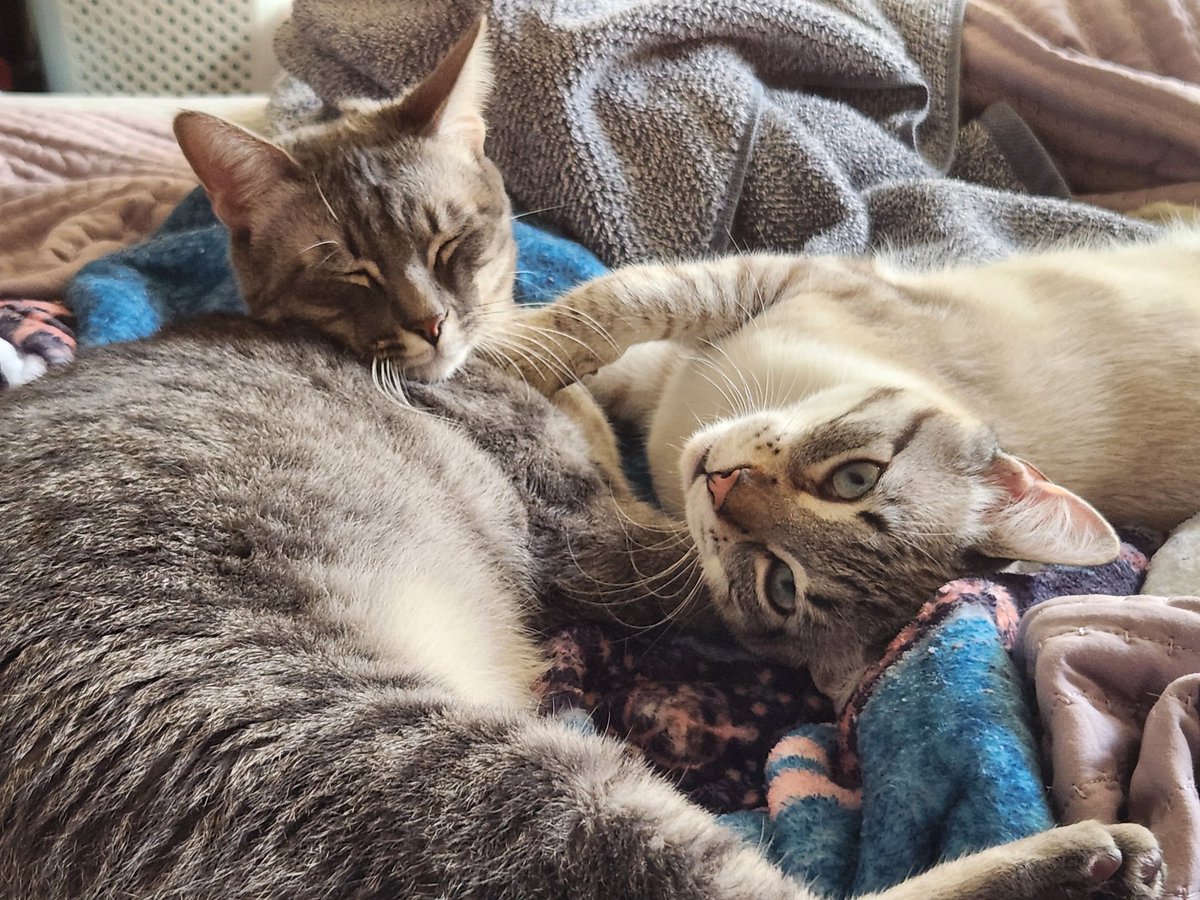 lentil & bowser 🩶 walter & bonkers 🌈 tweet media