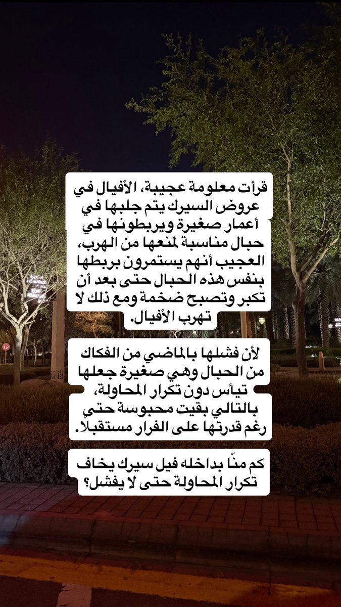 أُسامة tweet media