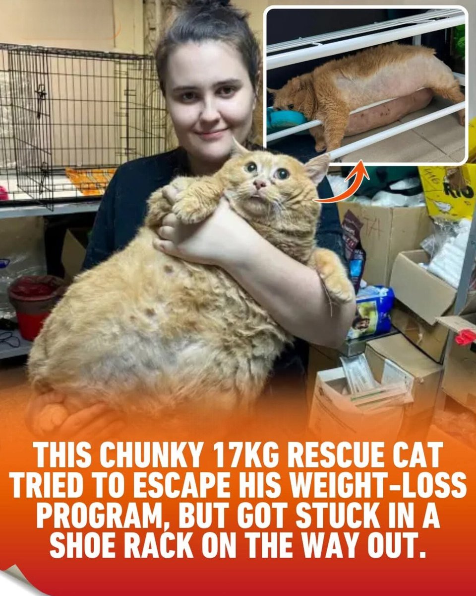 The World R🅰️nking tweet media