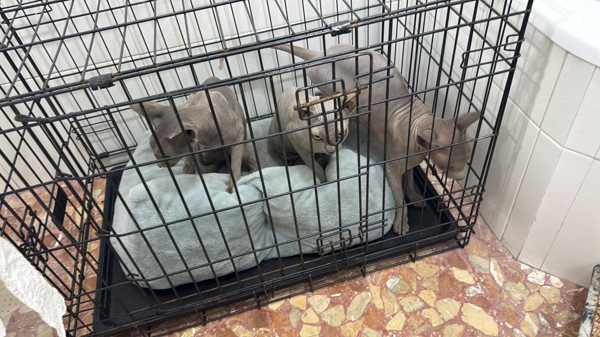 Noa_Cow's tweet photo. Acogida para esta pequeña familia, una acogida por zona Aljarafe, Sevilla capital o Dos Hermanas. Los veterinarios están en Tomares o Dos Hermanas. Acogida para los3o para 1 y 2 ❌NO ATIENDO LLAMADAS❌ estoy en el trabajo, solo WhatsApp 722529638🚨Por favor necesito acogidas 🙏🏻🚨 https://t.co/tdmbBFji95
