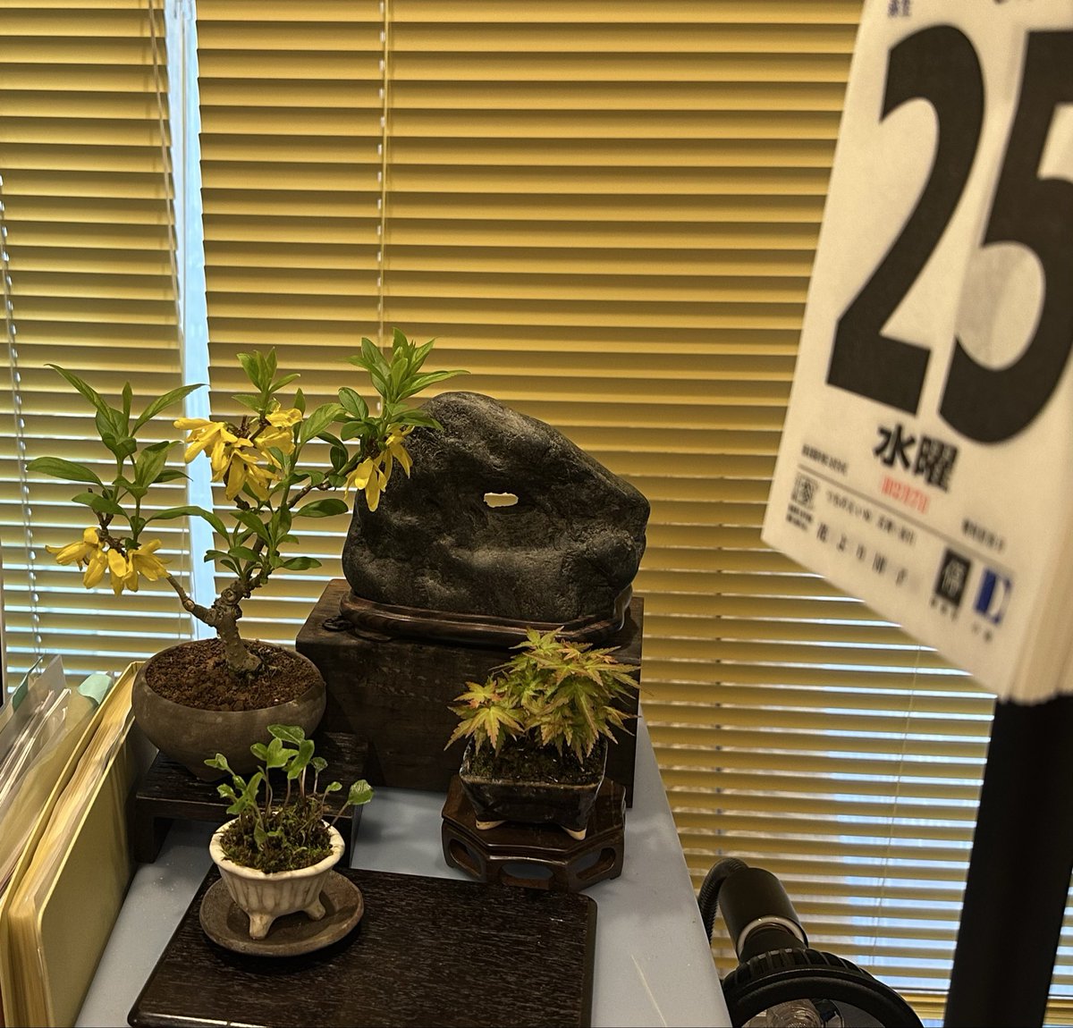 ultra2896's tweet photo. 第88回 #ツイ盆展 
テーマフリーに参加します！

題:「年度末納期カウントダウン」

年度末納期の仕事が最後のピークを迎え、疲労困ぱい。仕事机の盆栽に癒されます。

樹:レンギョウ、もみじ琴姫、琉球ツワブキ
石:八海山

 #盆栽 #bonsai https://t.co/prPfgEf75P