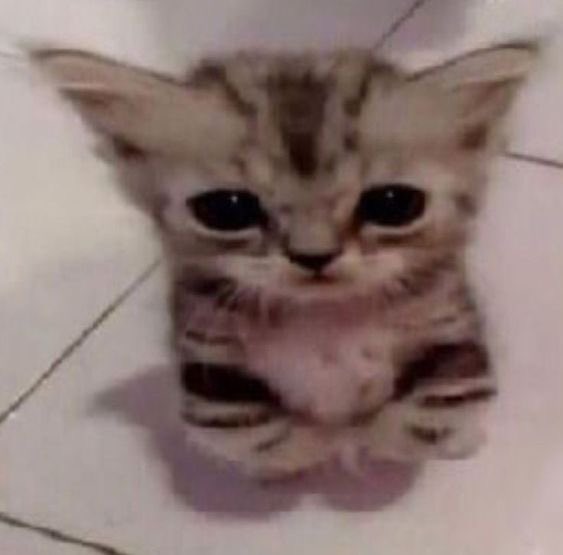 ‍ ‍ ‍ ‍𝐂͟𝐎͟𝐔͟𝐑͟𝐓͟𝐍͟𝐄͟𝐘‍ ‍ ׅ⎖ ‍ ‍ tweet media