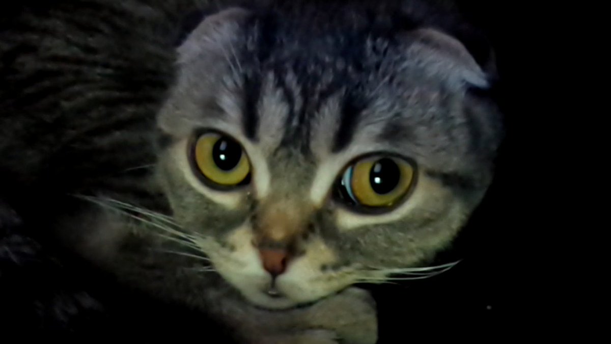 どら猫堂 tweet media