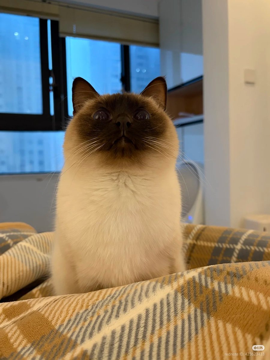 고양이는 왜 이럴까 tweet media