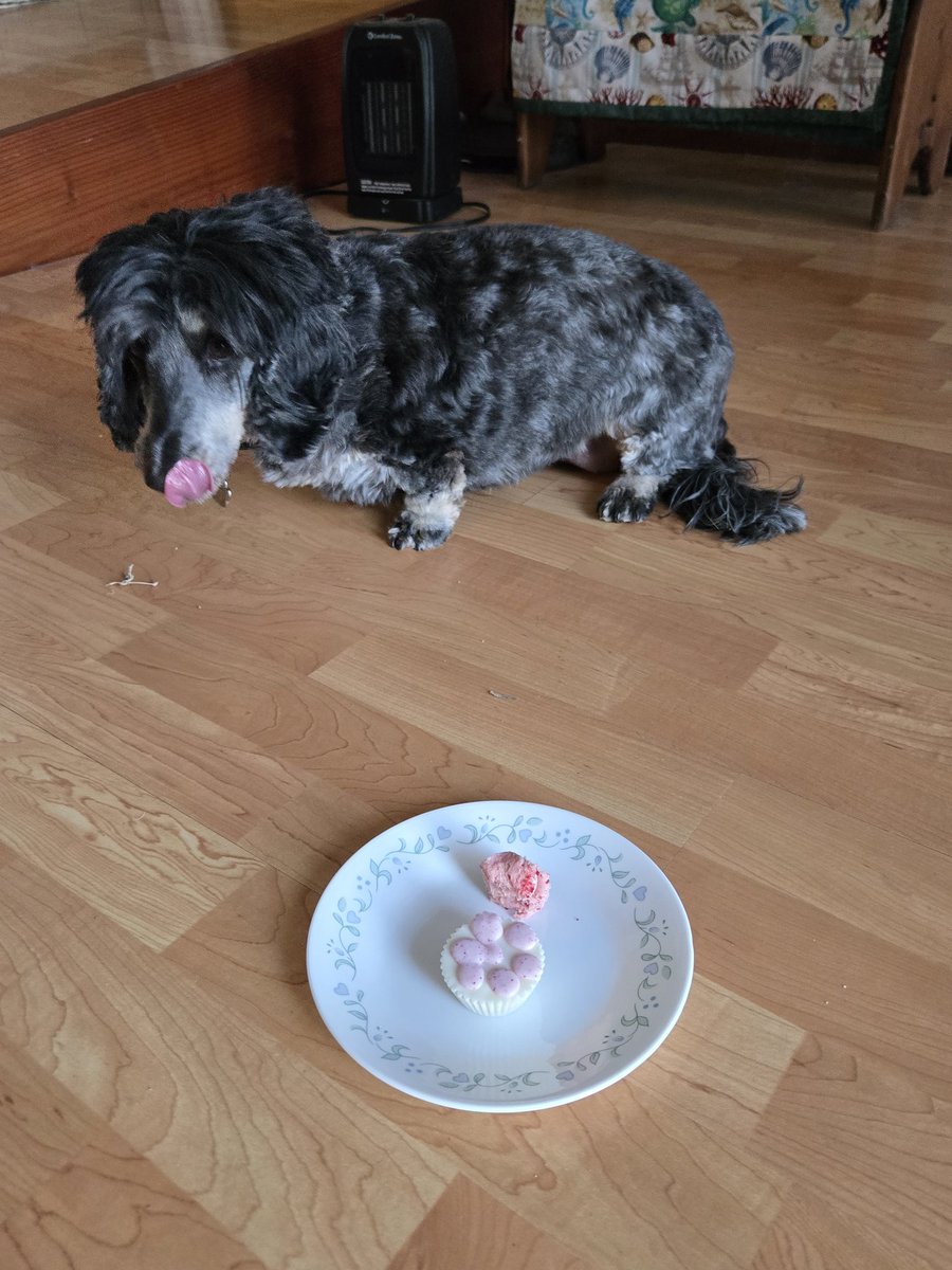 MoxietheDoxie- Dachshund tweet media