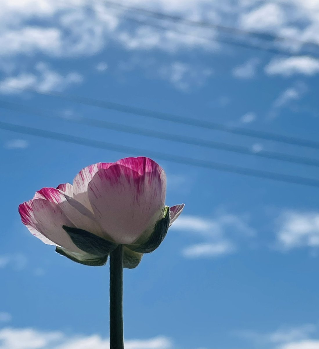 emi-lab(エミラボ) tweet media