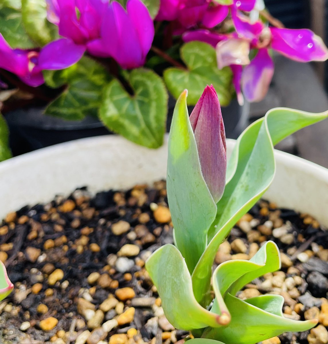 emi-lab(エミラボ) tweet media