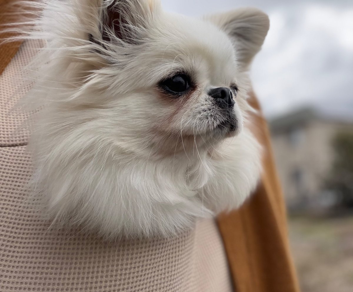 鼻ぺちゃこあちゃん tweet media